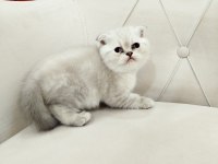 British shorthair ve scottish