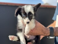 Ankarada en güzel border collie yavrularımız