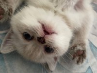 3 Aylık blue point british shorthair inci tanemiz