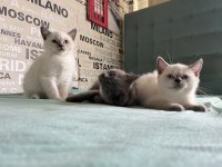 Kusursuz Karakterli Ayı Surat Kalite British Shorthair
