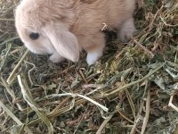 Mini Lop Tavşan Yavruları
