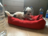 Saf Kan morkie maltess 2,5 aylık erkek