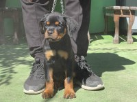 Şampiyon Rottweiler Yavruları