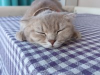 Sevimli dişi minnoş scottish fold
