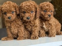 2.5 Aylık Dişi Ve Erkek Poodle Yavrularımız