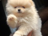 3 aylık dişi Pomeranian üst kalite