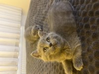 British Shorthair Yavrular