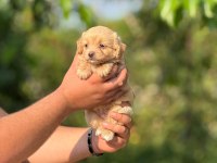 Safkan Aşılı Ve Çiş Eğitimli Maltıpoo Bebekler 