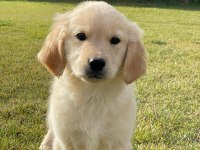Baby Face Golden Retriever Yavruları