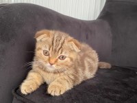 2 Aylık Şirin Kızlar Scottish Fold