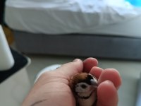 Baykuş ispinozu çift