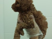 Red kore toy poodle bebekler