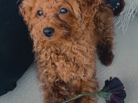 4 aylık red brown erkek toy poodle