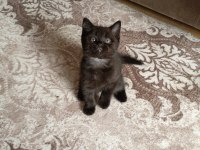 Exotic shorthair yavru