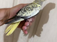 48 GÜNLÜK PEARL BEBEK SULTAN PAPAĞANI