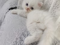 Irk garantili british longhair bebeklerim