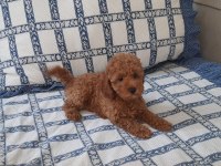 Dost canlısı bicirik poodle
