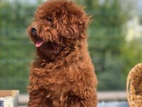 YETİŞKİN DİŞİ KORE BELGELİ POODLE LAR