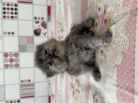 İran Persian Renk Güzeli