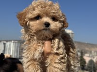 Petmode köpek çiftliğinden kore maltipoo 