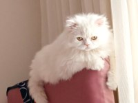 İran Chinchilla