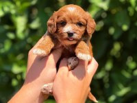 Teslime Hazır Maltipoo Cinsi Köpekler