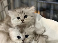 British Shorthair Ve Longhair Bebekler