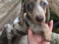 BRİ ÇOK SEÇENEK İLE DACHSHUND BEBEKLERİMİZ