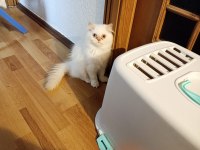 Pamuk sevimli erkek kedimiz