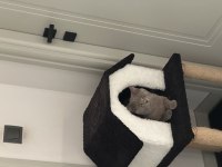Ücretsiz 7 aylık British Shorthair
