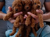 SEVİMLİ TÜY YUMAKLARI POODLE