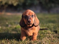 Orjinal Şecereli Dachshund Yavrular