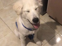 ACİL 4 AYLIK KÖPEĞİMİZ