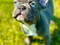 Blue Eye French Bulldog Çiftlikten