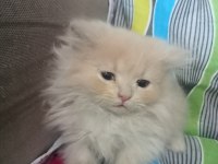 British shorthair ve longhair yavrular