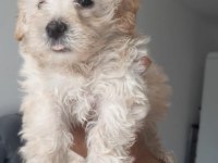 Maltipoo bebişler