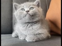 SAGKAN AYI SURAT GRİ YAVRU KEDİLER
