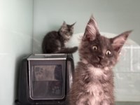Show kalite maine coon yavrularımızı canlı görün