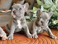 Top Quality French Bulldog Bebekler