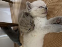 Yavru kedim british shorthair