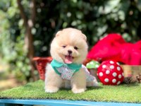 Erkek dişi pomeranian yavrular