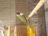 Goldian finch