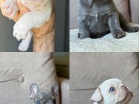 İzmir french bulldog köpeğimiz