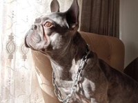 Eşsiz kalitede french bulldog blue