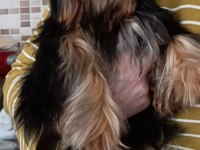 3.5 aylık yorkshire terrier bebeklerimiz