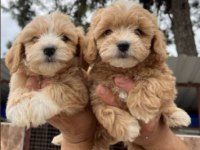 Elit Patiler Farkıyla Maltipoo Yavrular