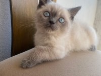 Blue point british shorthair bebekler