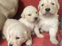 Golden Retriever Bebekler