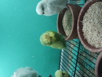 Genç Show Jumbo Muhabbet Kuşlar