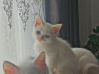 Sahiplendirilecektir british shorthair